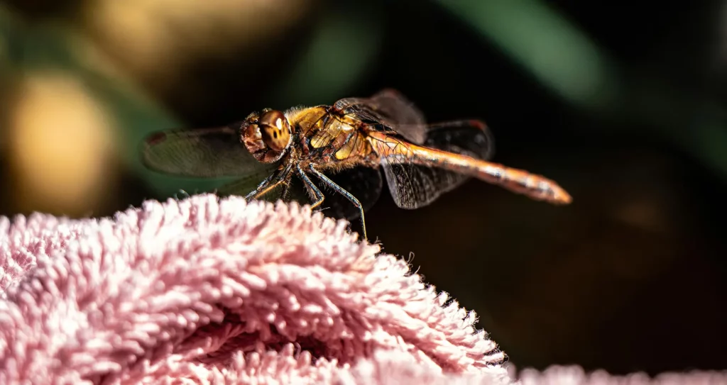 Sharpen Images with AI Using Artguru AI Enhancer